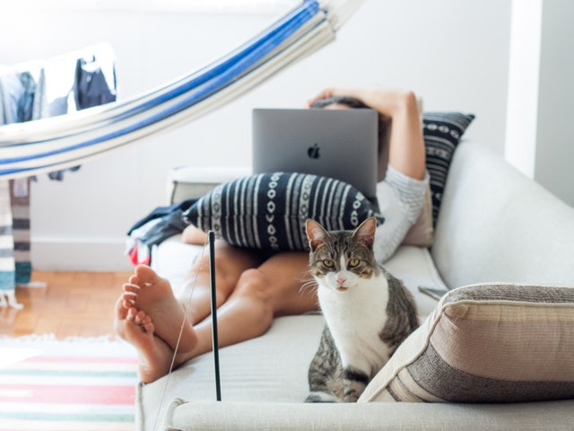 Katt och person med laptop